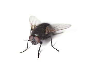 Bluebottle Fly