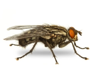 Flesh Fly